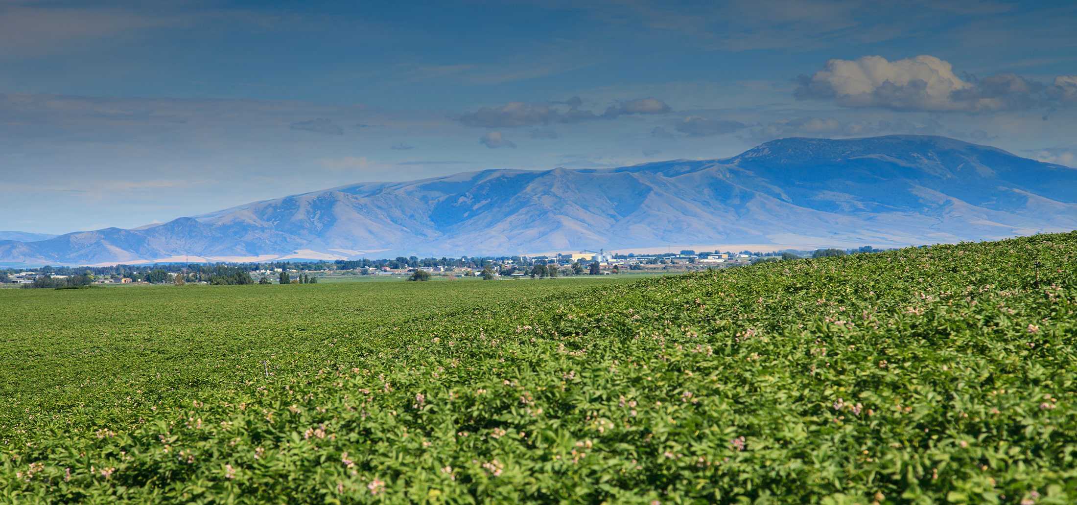 Beautiful Field – Sustainability Beautiful Field – Sustainability
