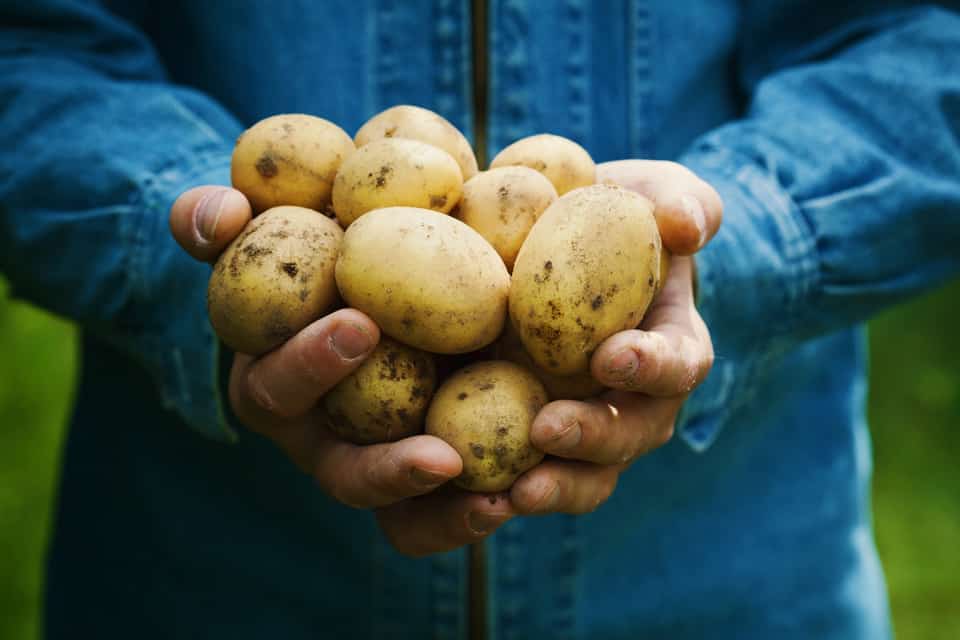 Handful of small potatoes