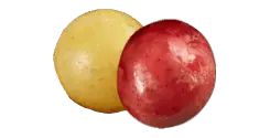Sunburst Blend™