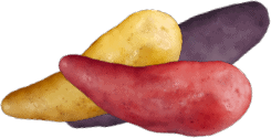 Sunset Fingerlings Small Potatoes