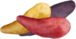 Sunset Fingerlings™