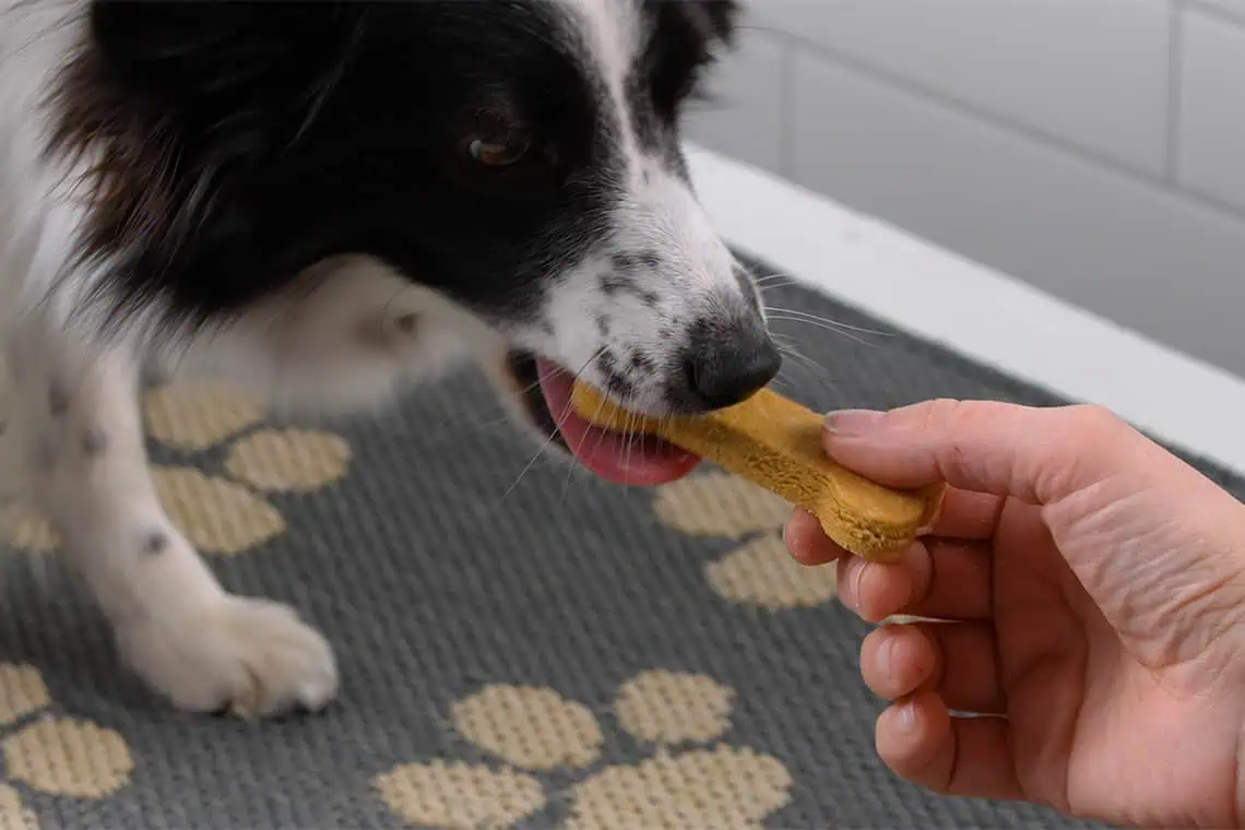 Dog eating a sweet potato treat