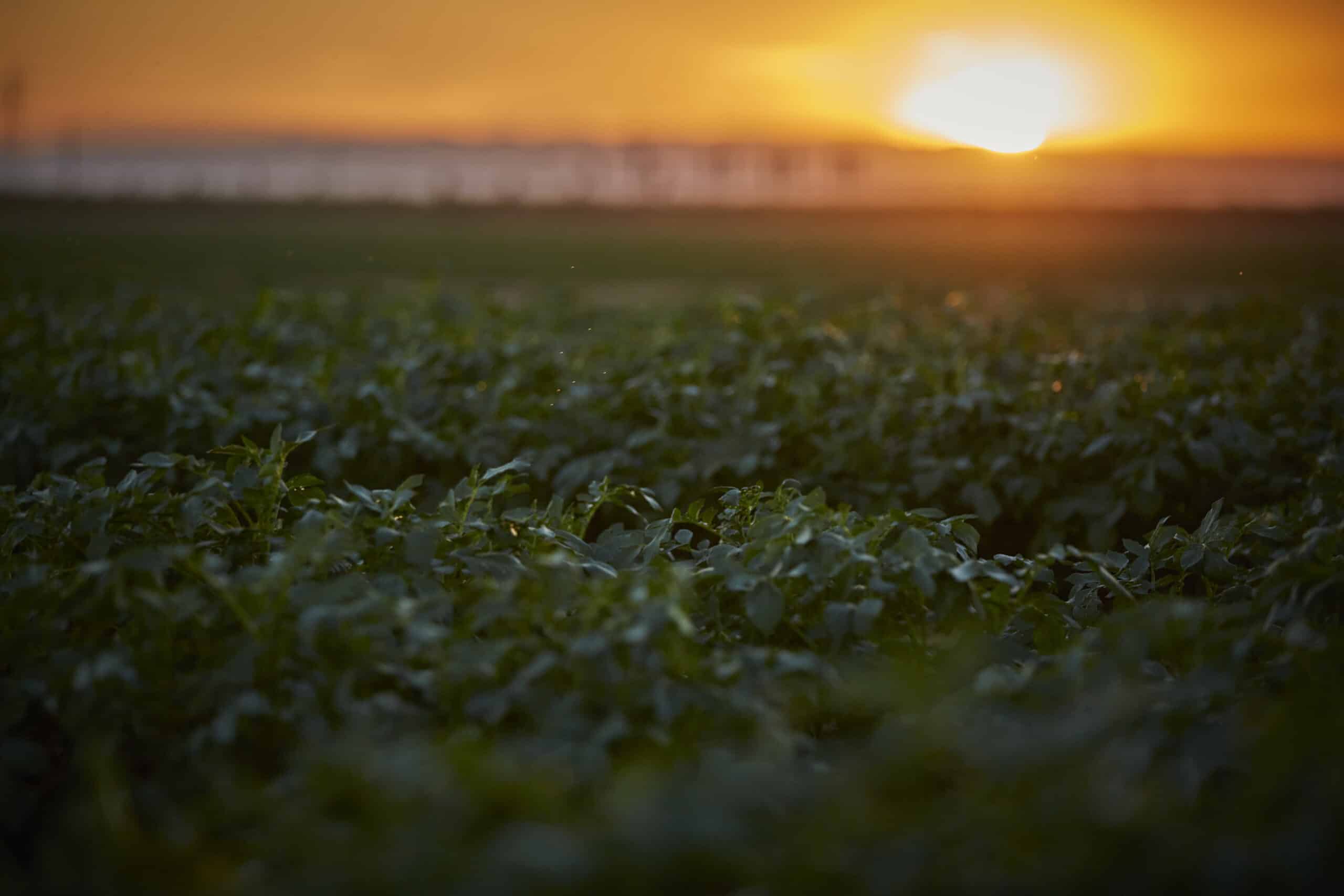 Tasteful Selections potato field at sunset with palm trees and mountains