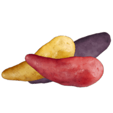 Sunset Fingerlings
