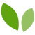 Leaves graphic