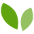 home-leaves.png